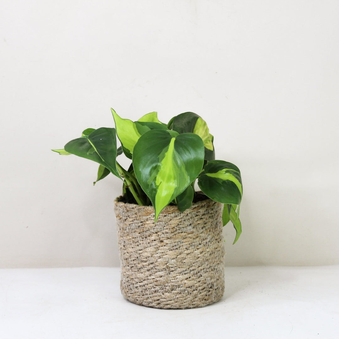 Philodendron Hederaceum Brasil M / Korb creme Foliage Dreams
