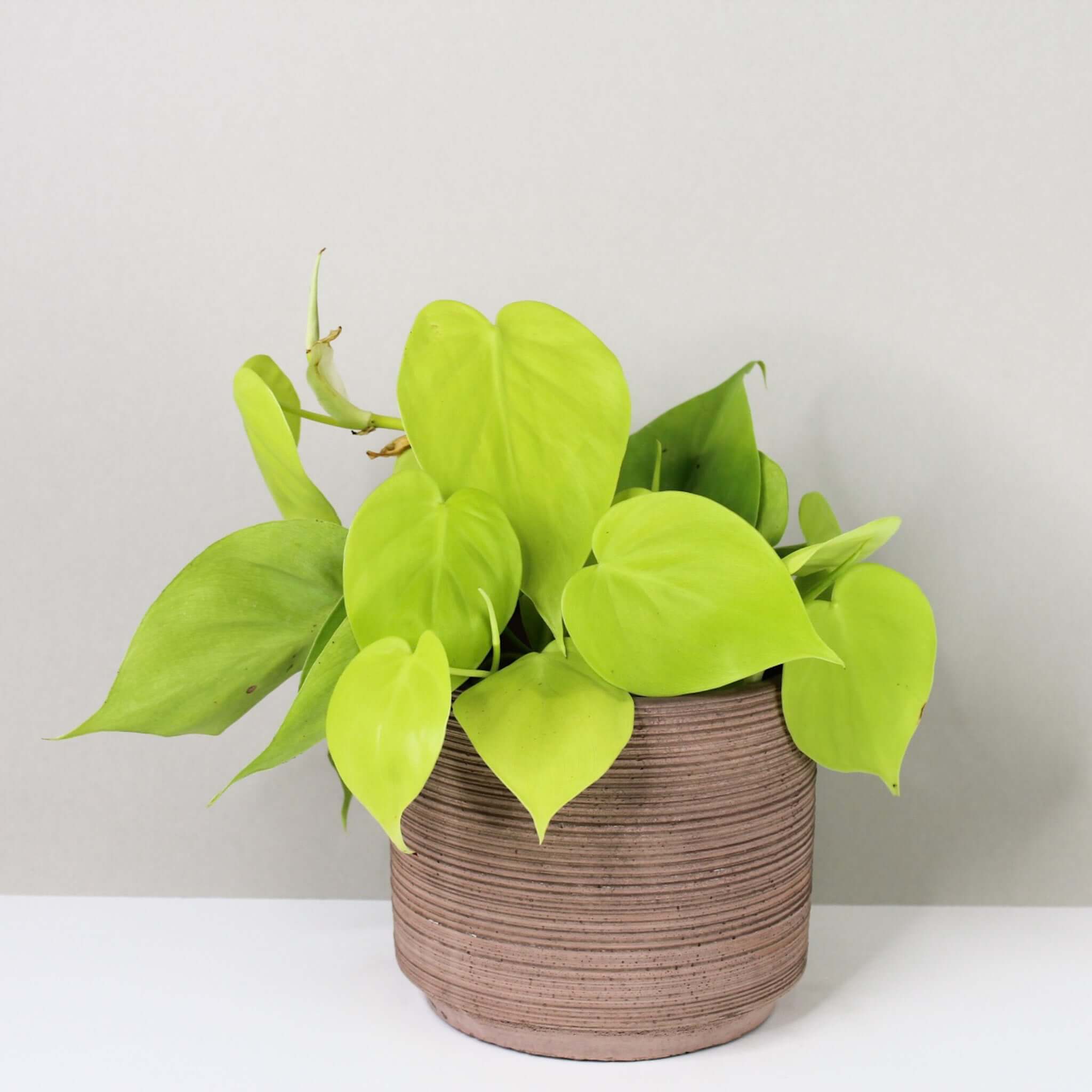 Philodendron Hederaceum 'Lemon Lime'
