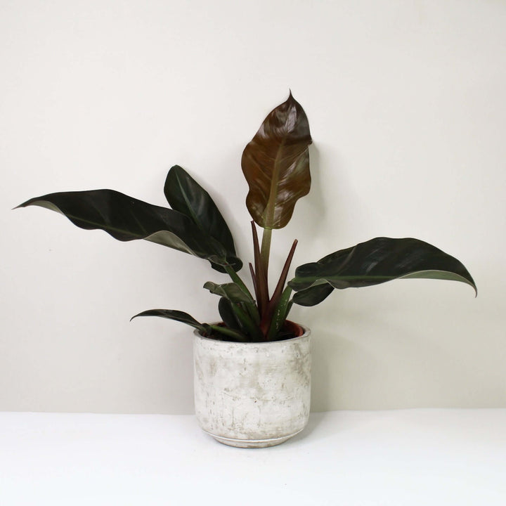 Philodendron Imperial Red Foliage Dreams
