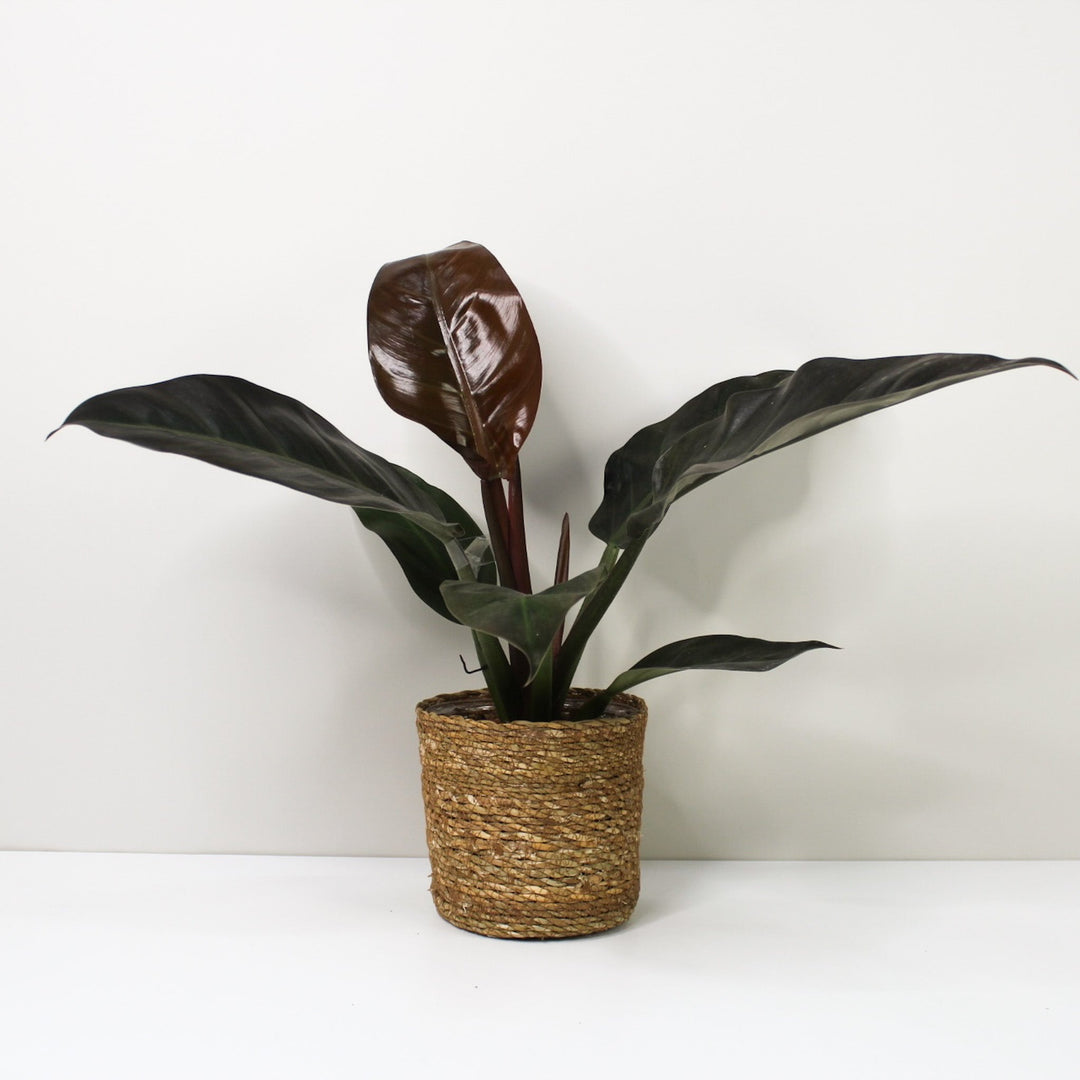 Philodendron Imperial Red M / Korb braun Foliage Dreams