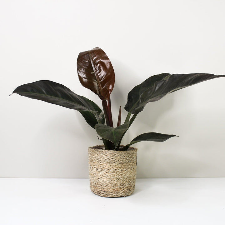 Philodendron Imperial Red M / Korb creme Foliage Dreams