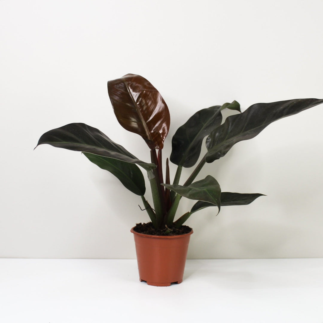 Philodendron Imperial Red M / ohne Übertopf Foliage Dreams