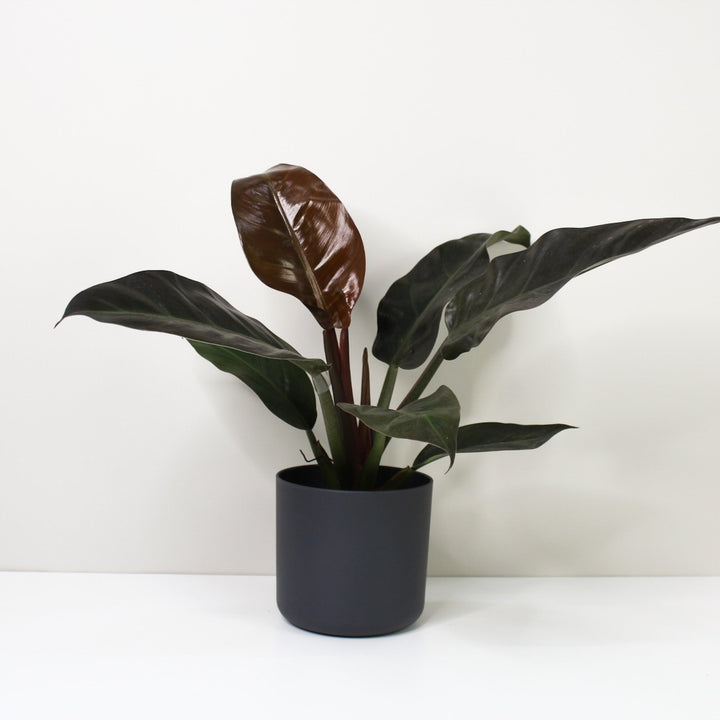 Philodendron Imperial Red M / Topf anthrazit Foliage Dreams