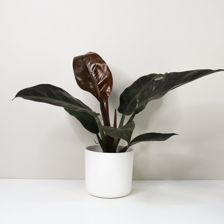 Philodendron Imperial Red M / Topf weiß Foliage Dreams