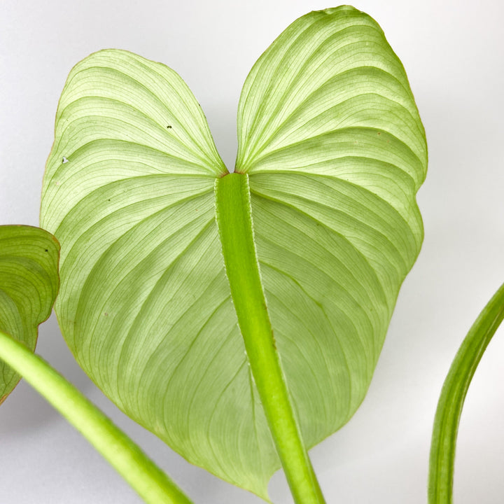 Philodendron Mamei 'Silver Cloud' Foliage Dreams