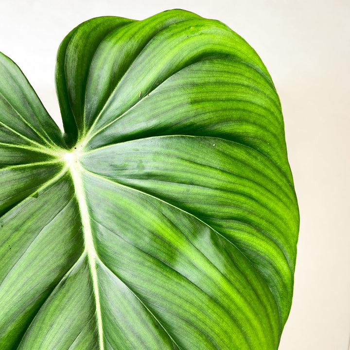 Philodendron McDowell L Foliage Dreams