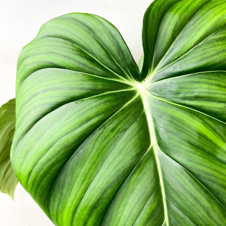 Philodendron McDowell L Foliage Dreams