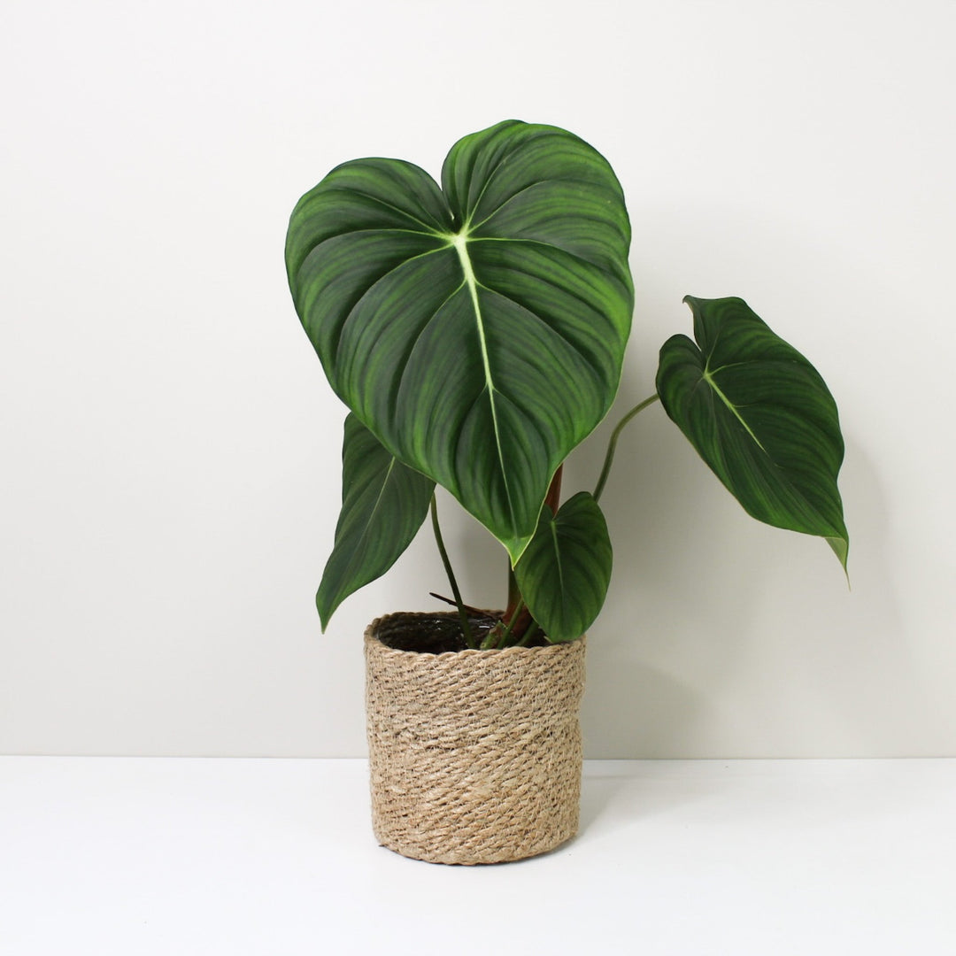 Philodendron McDowell L / Korb creme Foliage Dreams