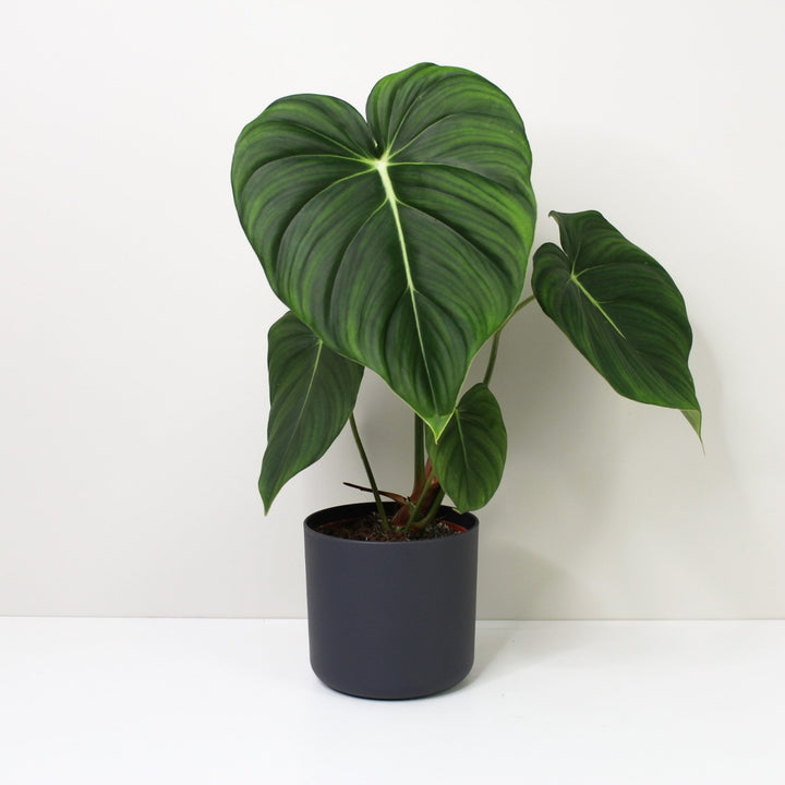 Philodendron McDowell L / Topf anthrazit Foliage Dreams