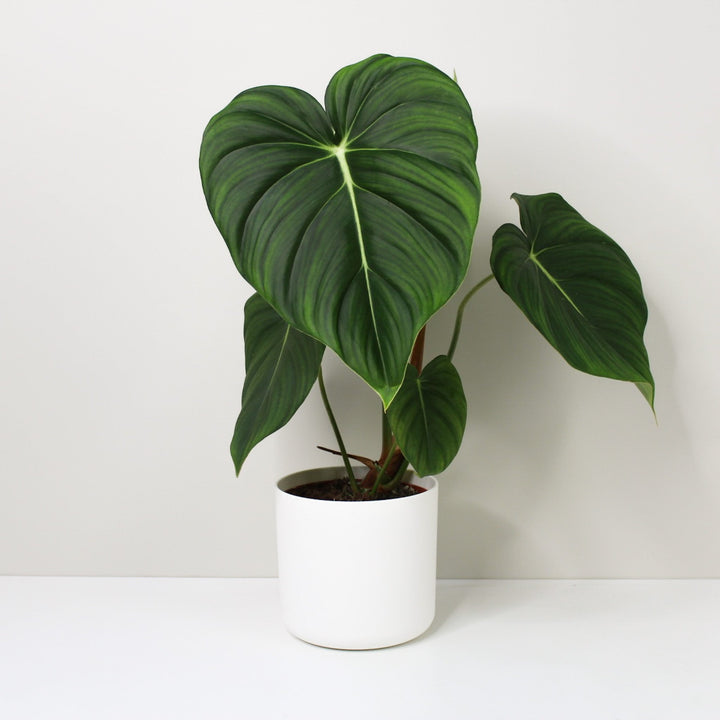 Philodendron McDowell L / Topf weiß Foliage Dreams