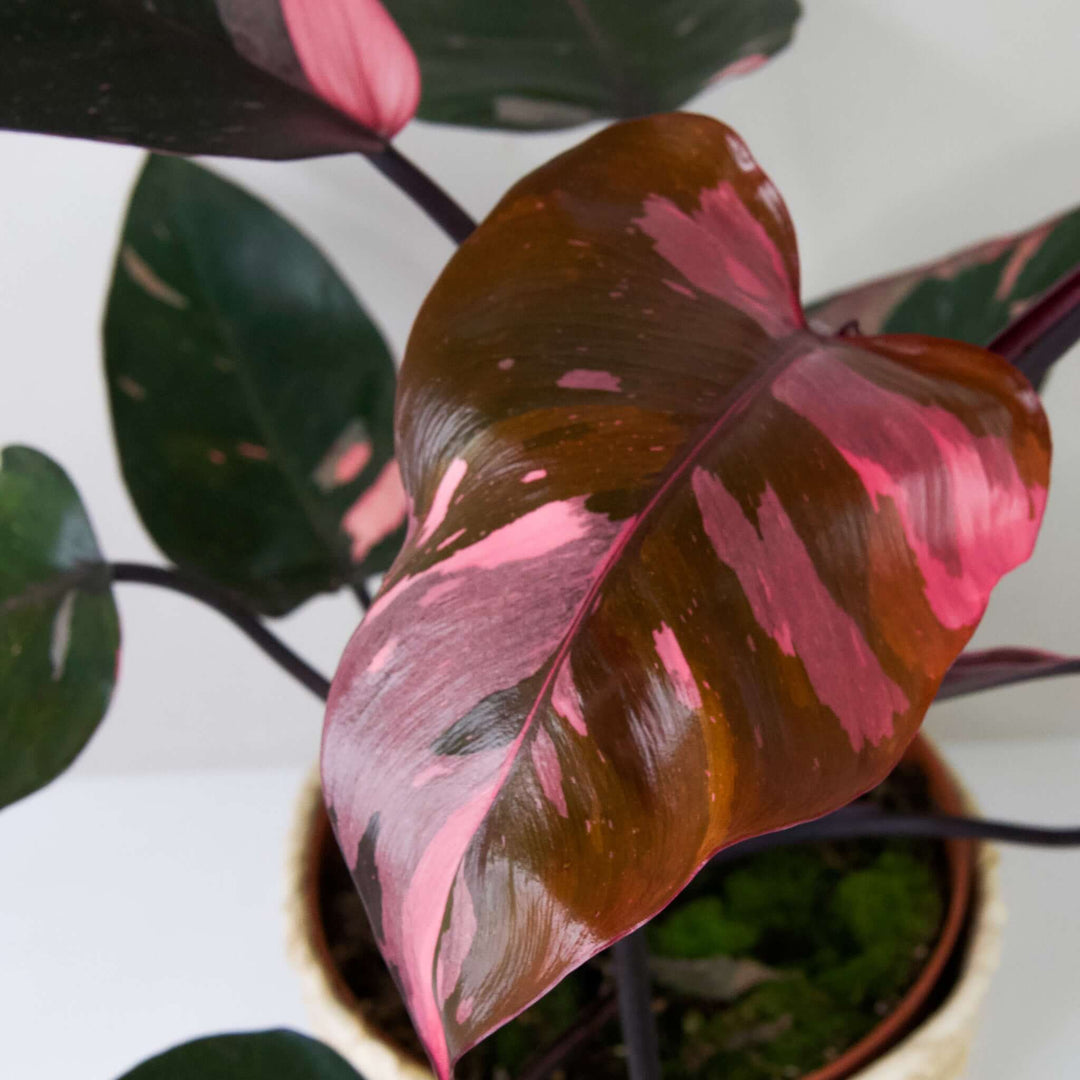 Philodendron Pink Princess – Foliage Dreams