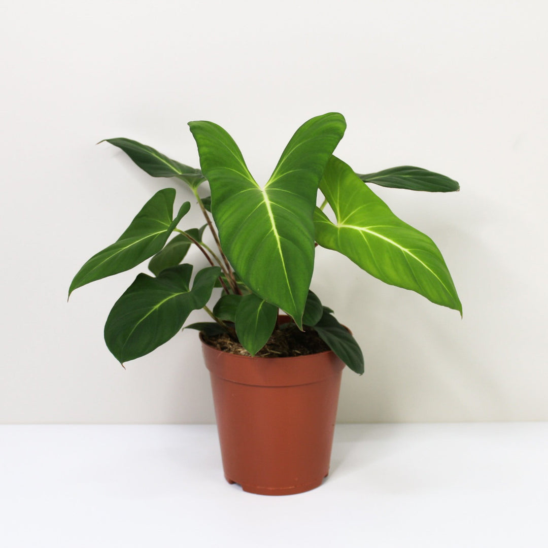 Philodendron ? Foliage Dreams