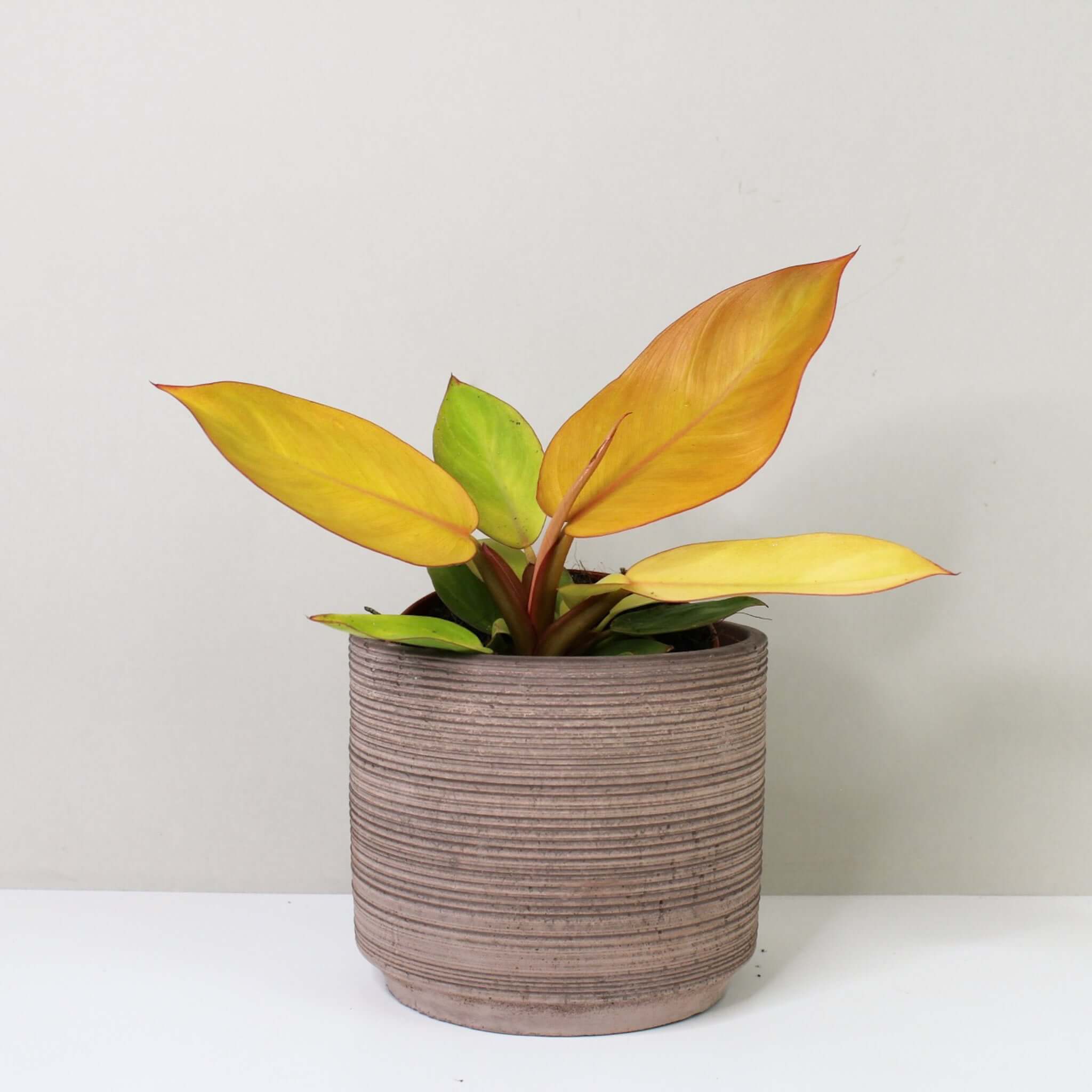 Philodendron Prince of Orange – Foliage Dreams
