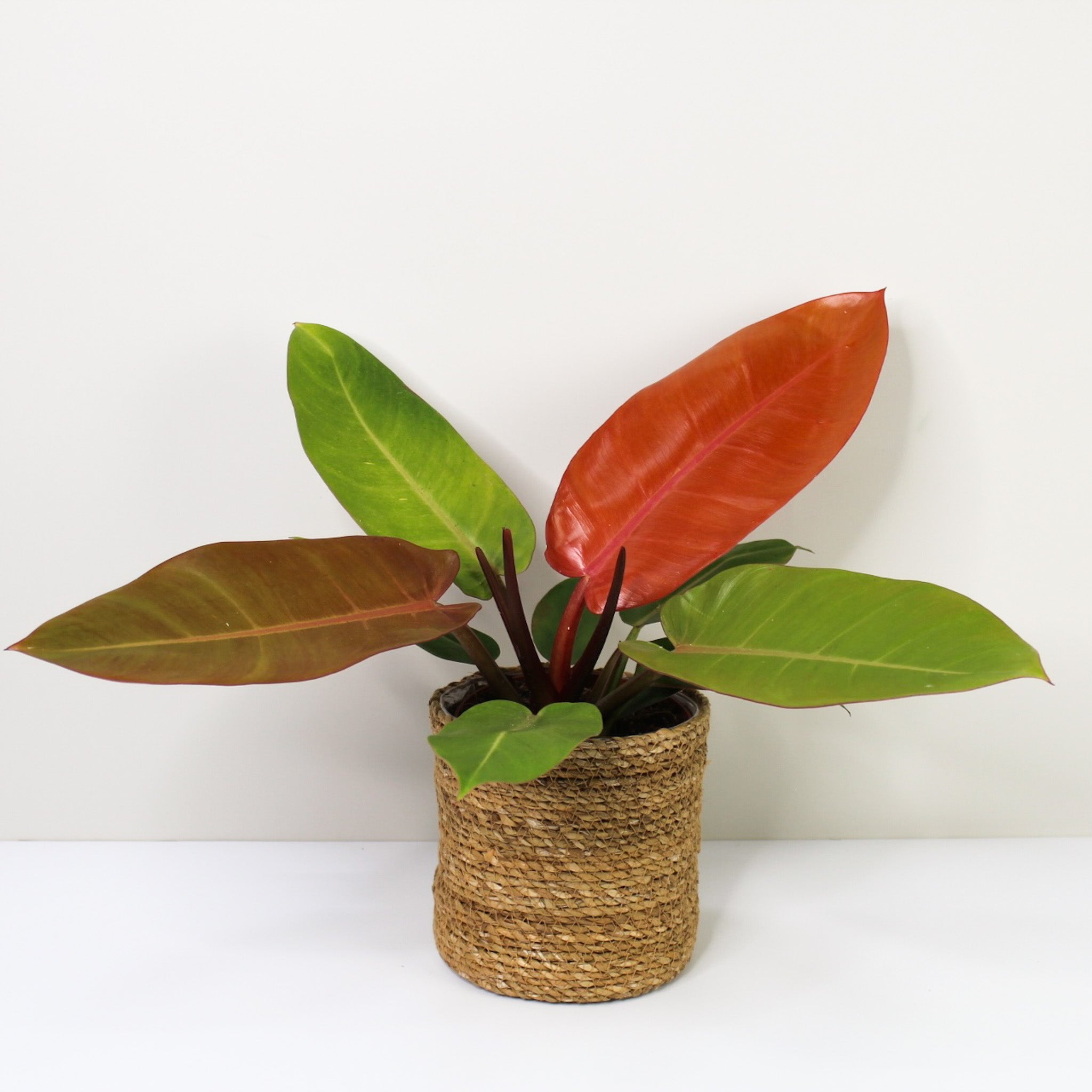 Philodendron Prince of Orange – Foliage Dreams