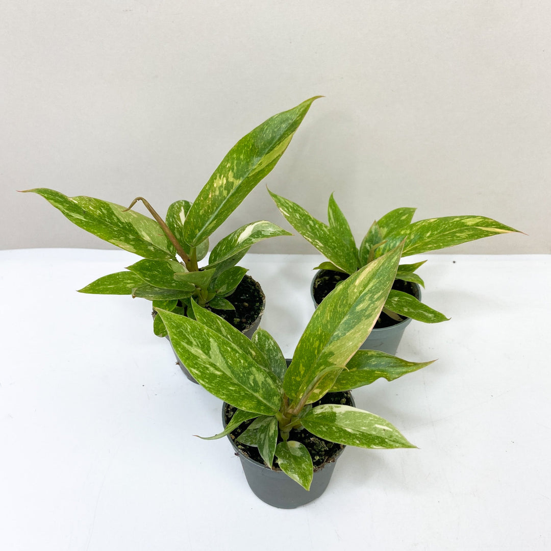 Philodendron Ring of Fire - Babypflanze Foliage Dreams