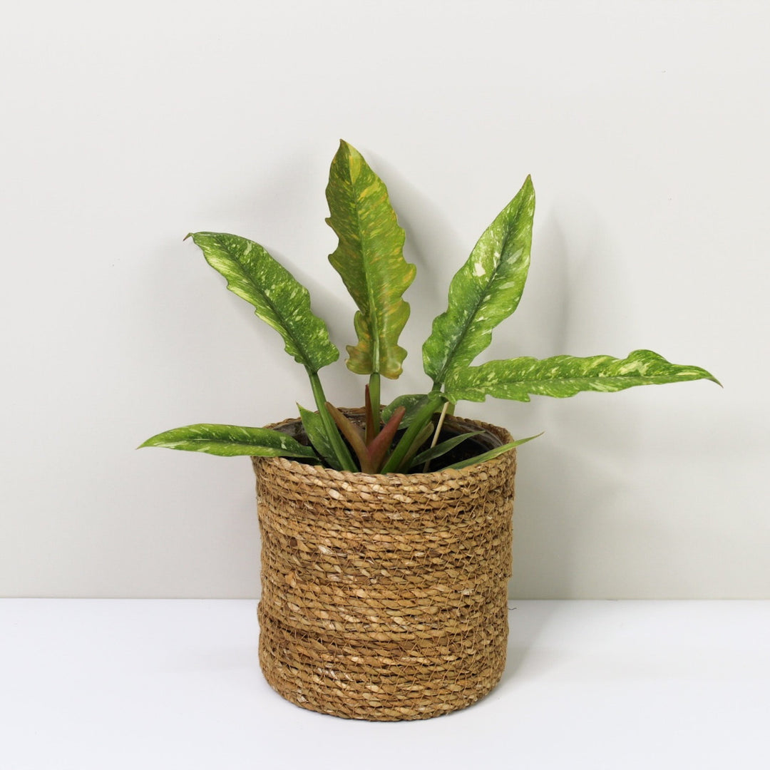 Philodendron Ring of Fire M / Korb braun Foliage Dreams