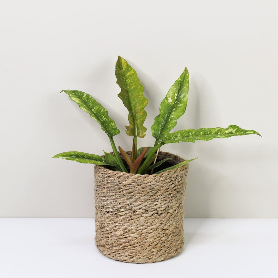 Philodendron Ring of Fire M / Korb creme Foliage Dreams