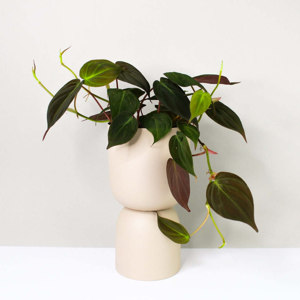 Philodendron Scandens Micans – Foliage Dreams