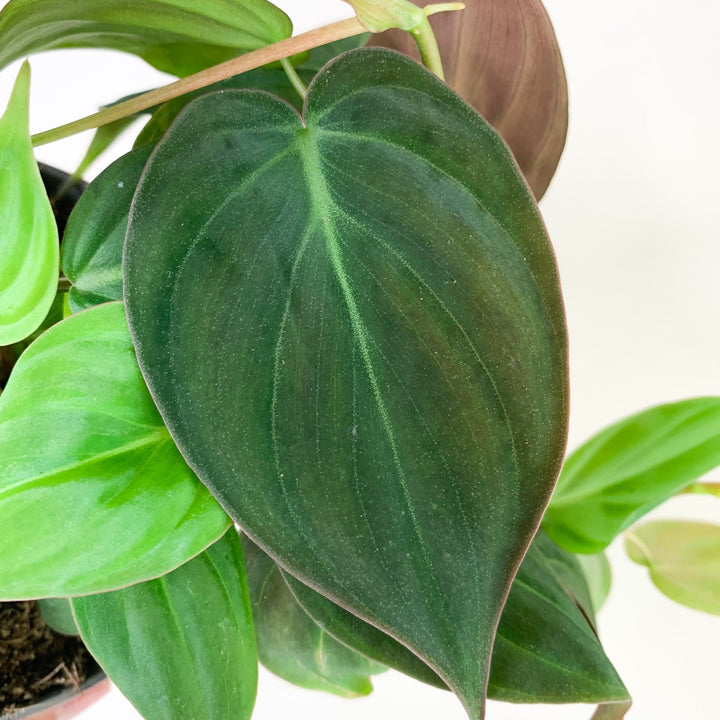 Philodendron Scandens Micans Foliage Dreams
