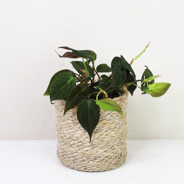 Philodendron Scandens Micans M / Korb creme Foliage Dreams