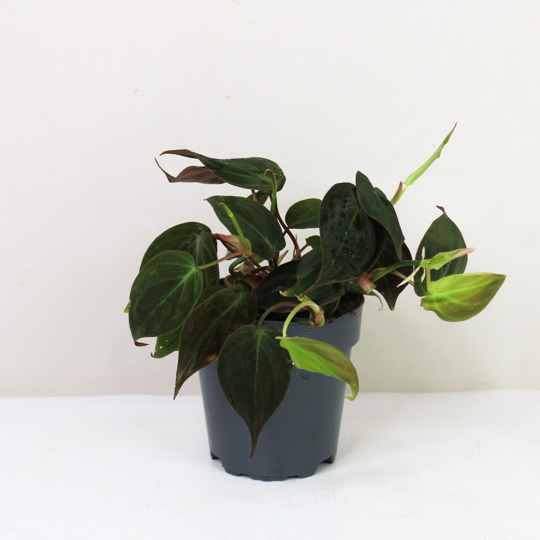 philodendron micans vs scandens Philodendron Scandens Micans – Foliage Dreams