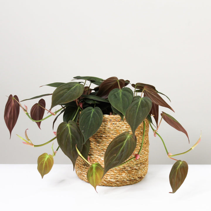 Philodendron Scandens Micans L / Korb braun Foliage Dreams