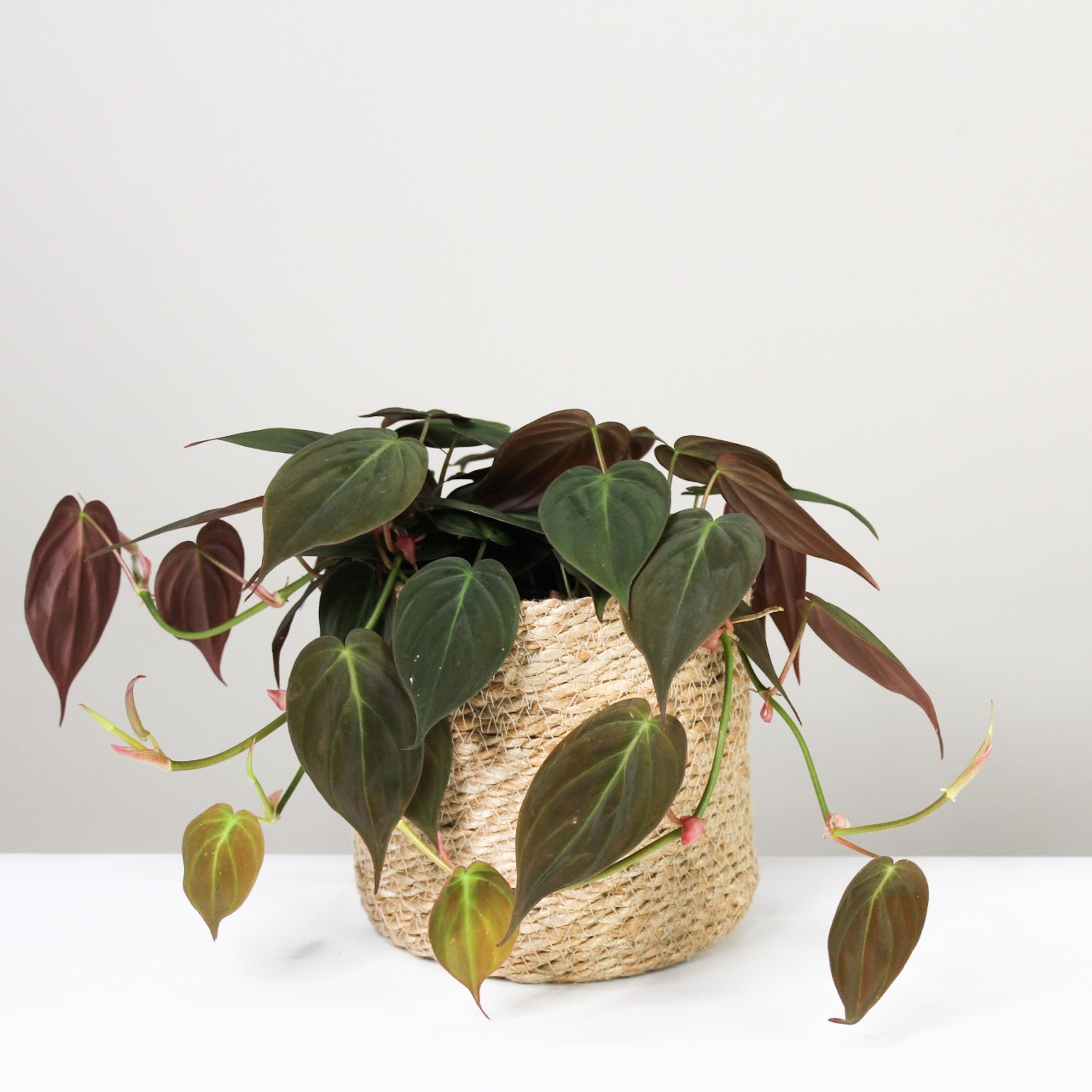 Philodendron Scandens Micans – Foliage Dreams