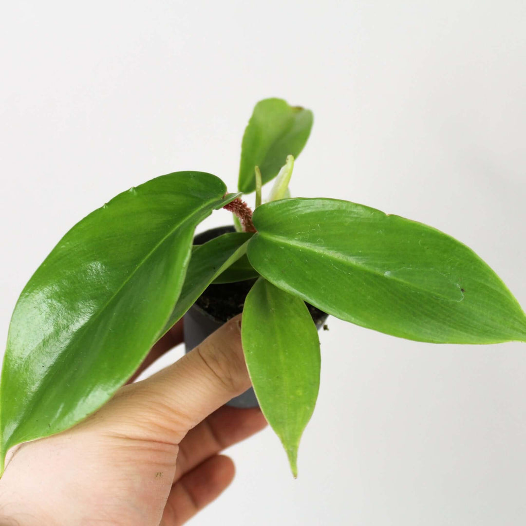 Philodendron Squamiferum Young Plant Foliage Dreams