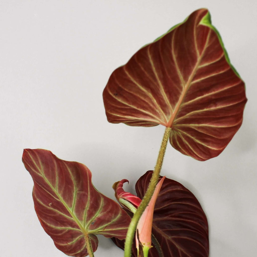 Philodendron Verrucosum 'Amazon Sunset' A1 - Small/M Foliage Dreams