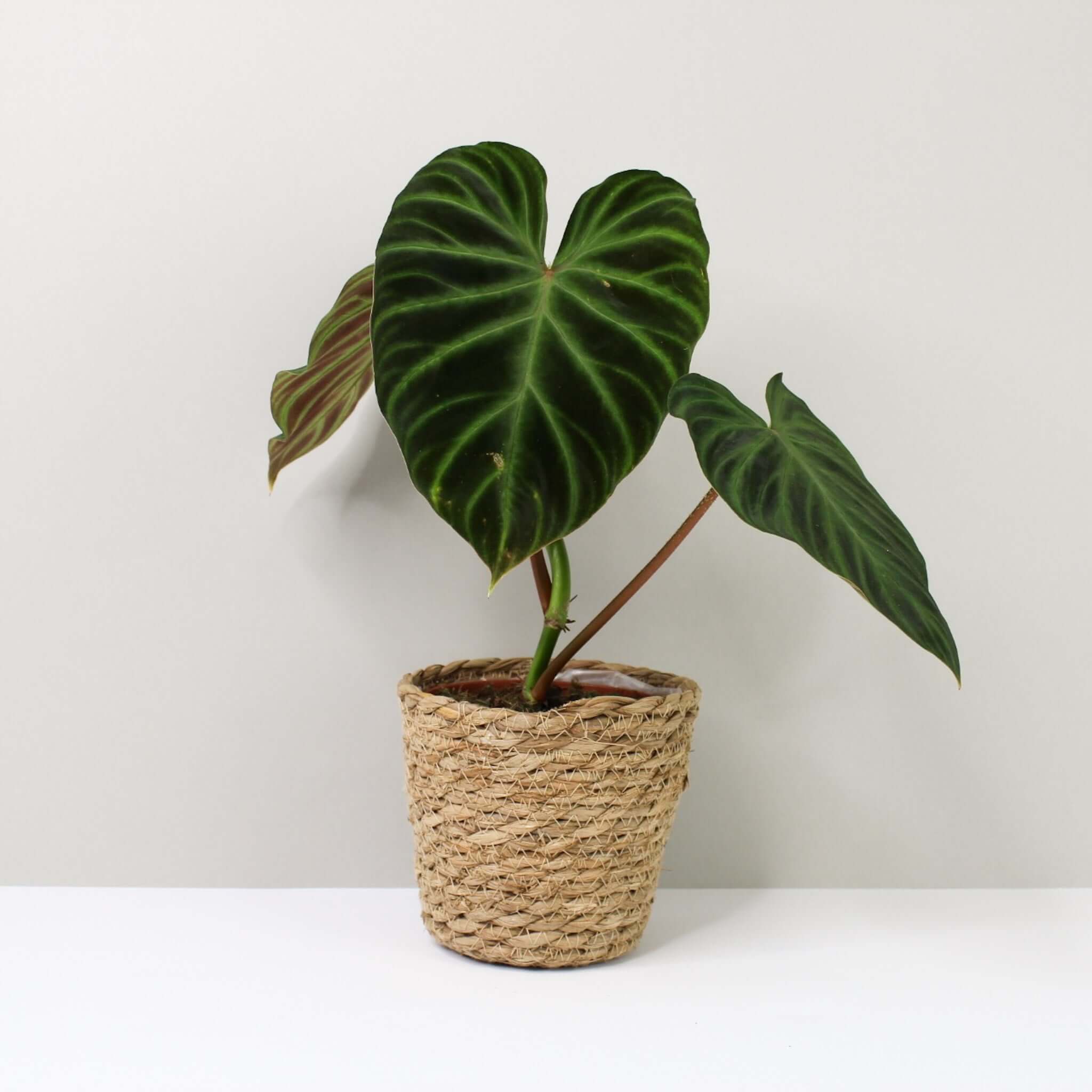 Philodendron Verrucosum – Foliage Dreams