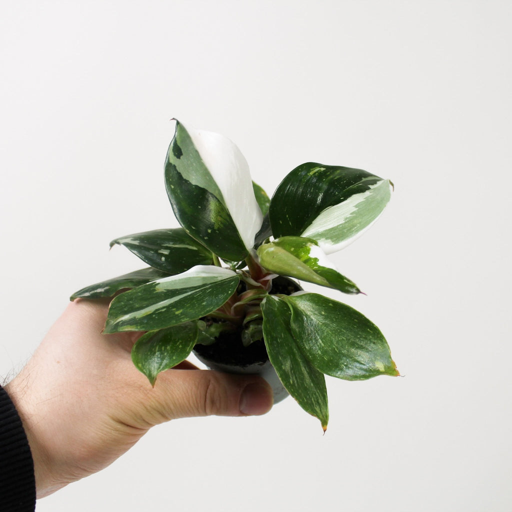 Philodendron White Knight