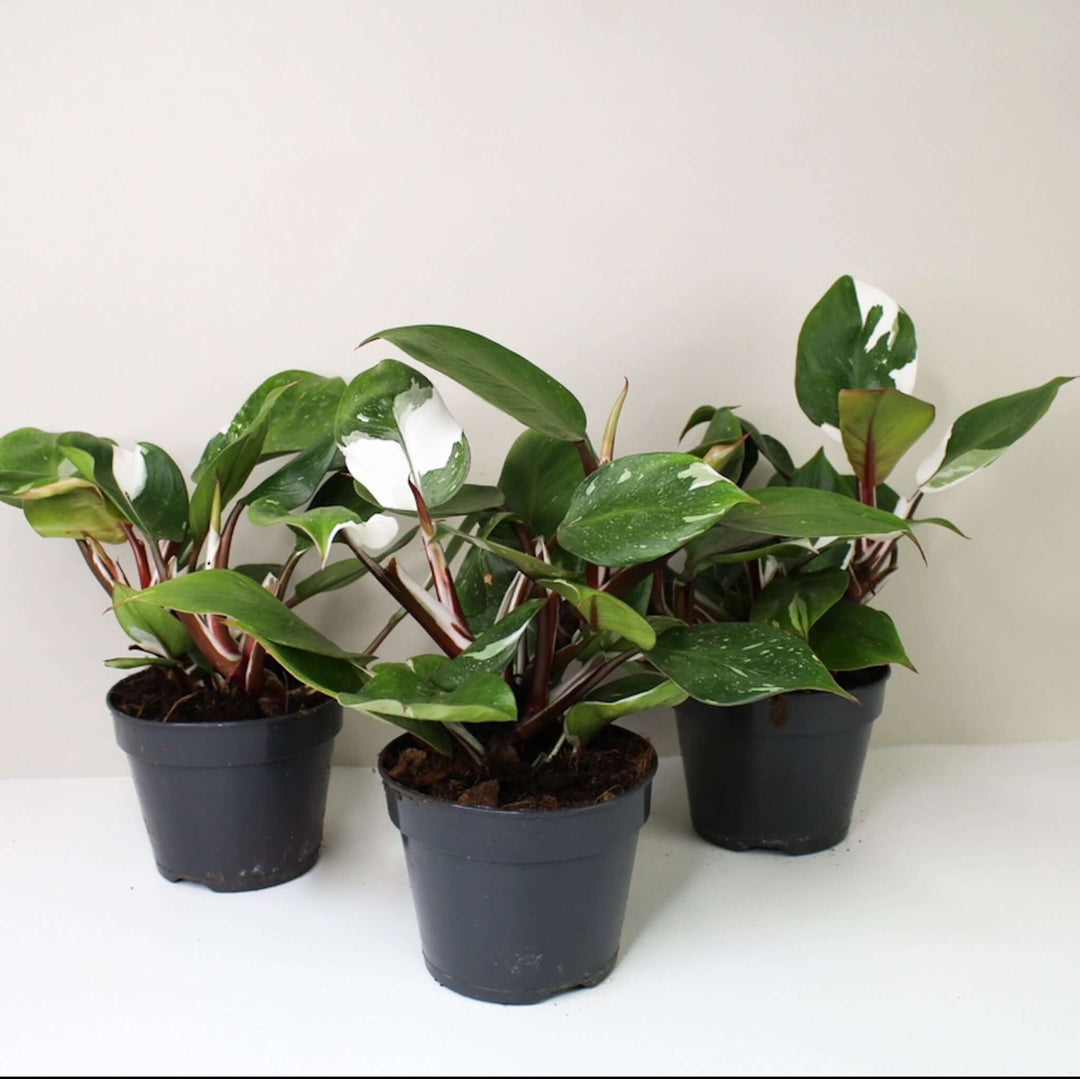 Philodendron White Knight - Babypflanze Foliage Dreams
