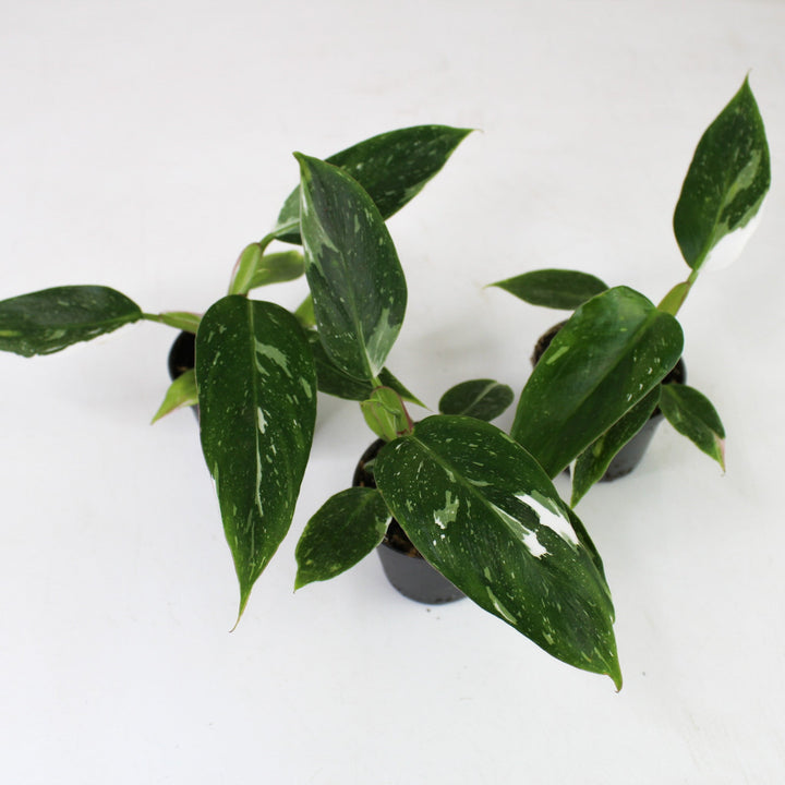 Philodendron White Princess - Babypflanze Foliage Dreams