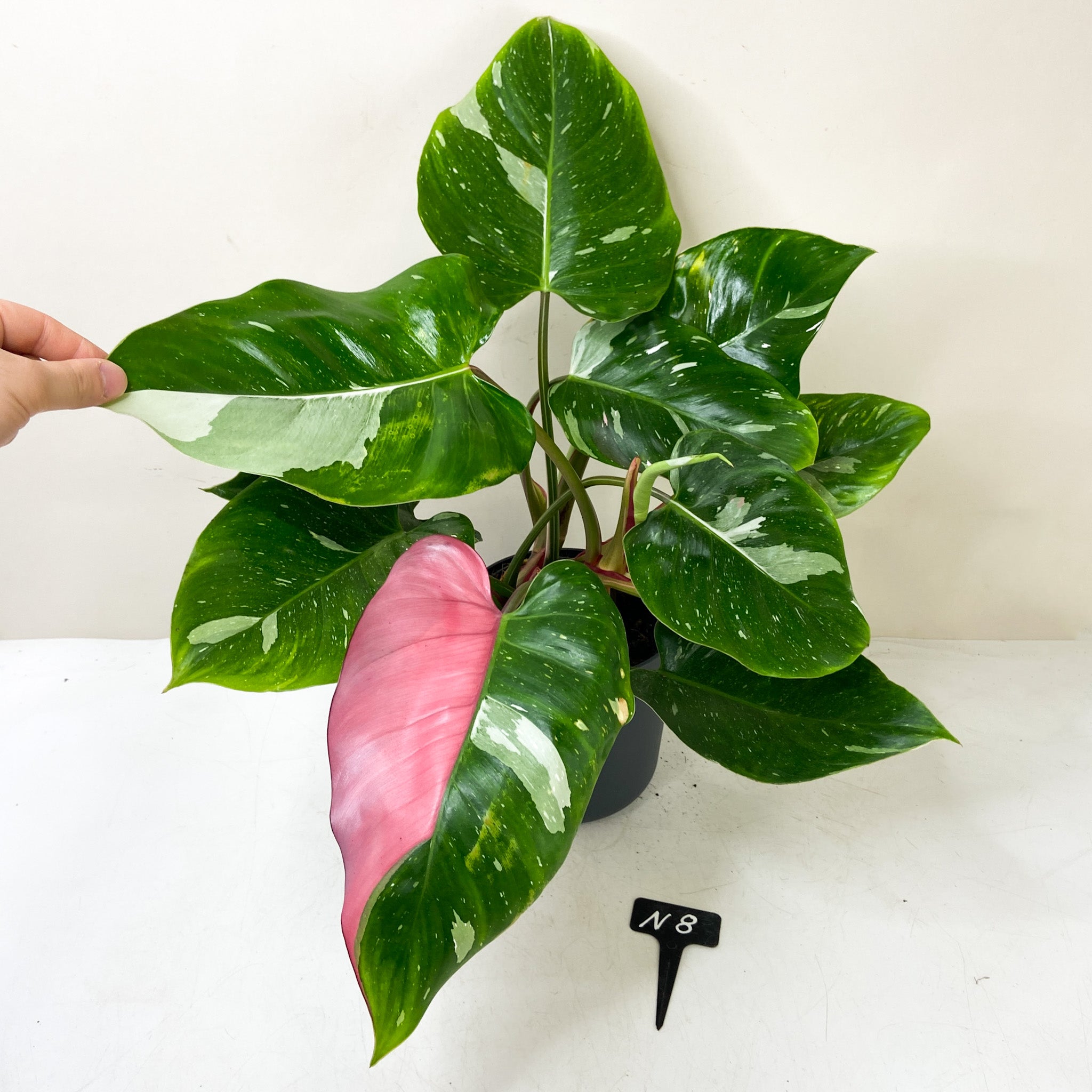 Philodendron White Princess 'Tricolor' – Foliage Dreams