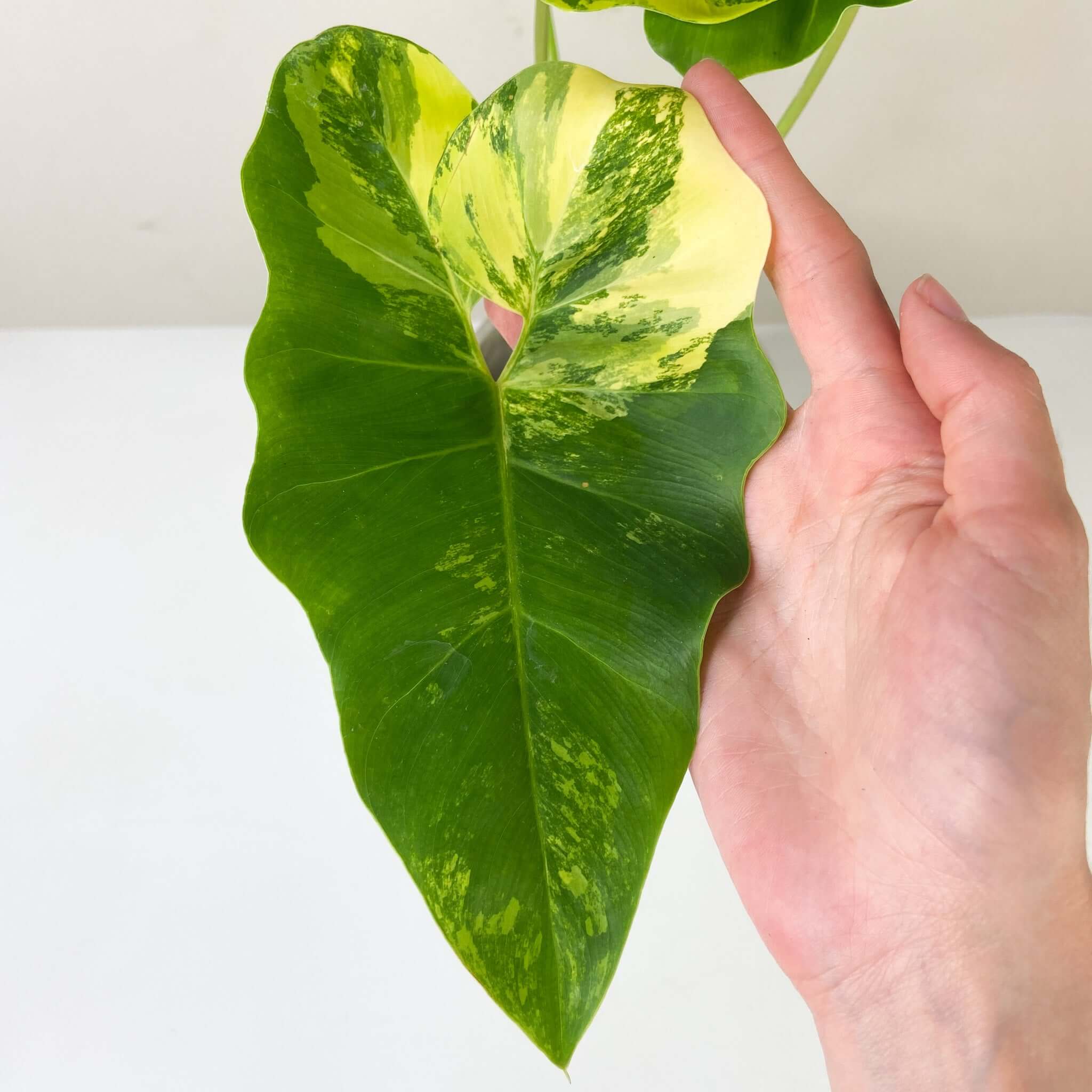 Philodendron Williamsii Variegated – Purple Elephant Plant Co