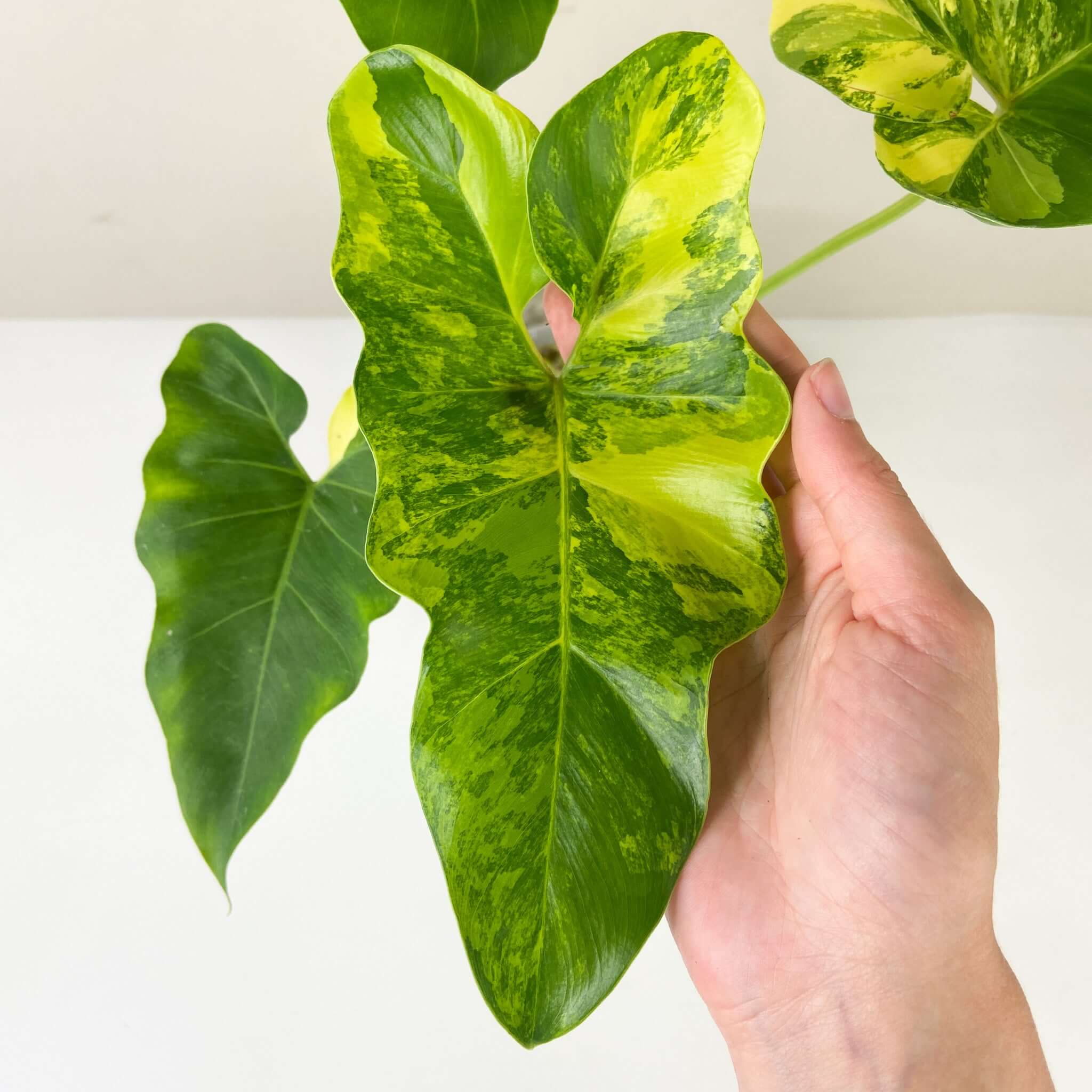 Philodendron Williamsii variegated – Foliage Dreams