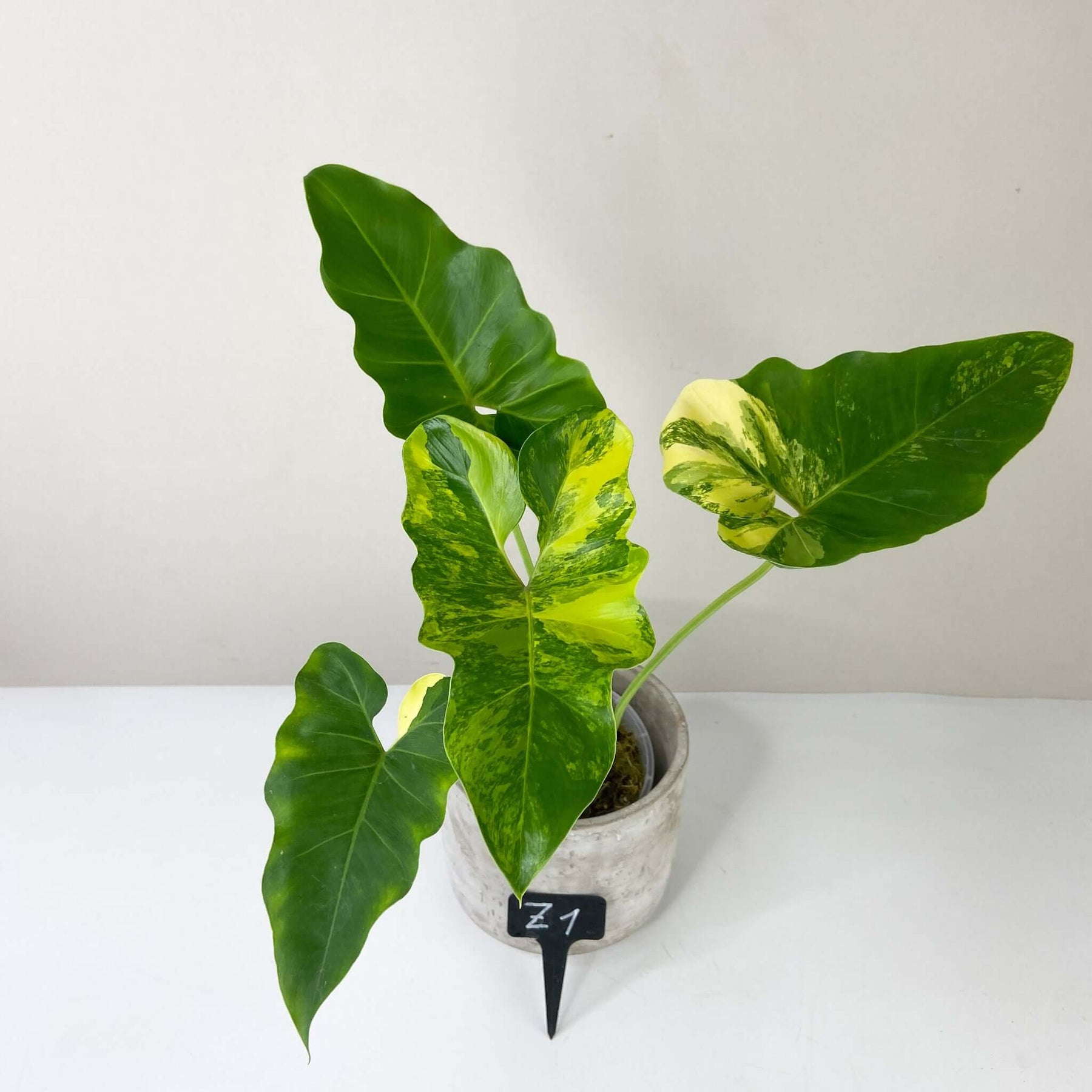 philodendron williamsii Philodendron Williamsii variegated – Foliage Dreams