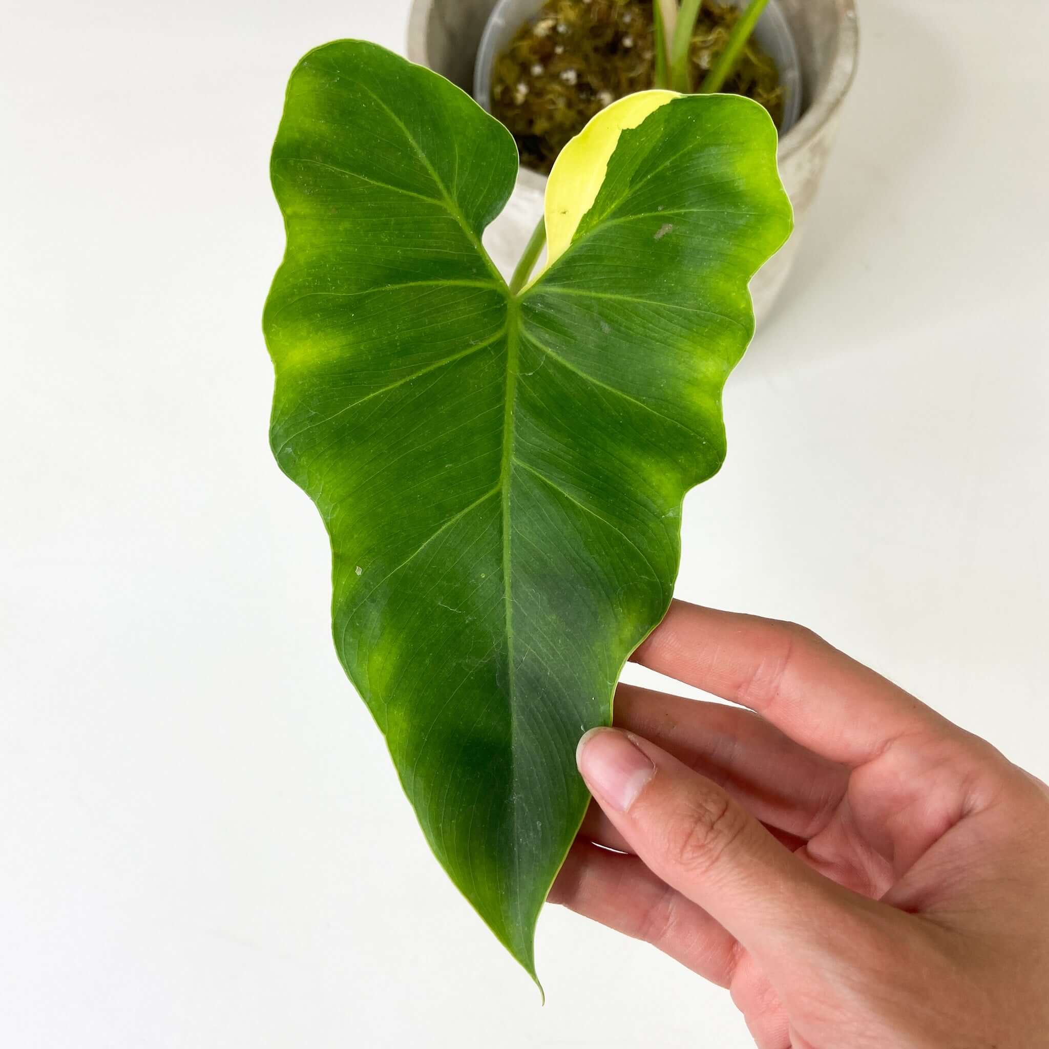 Philodendron Williamsii variegated – Foliage Dreams