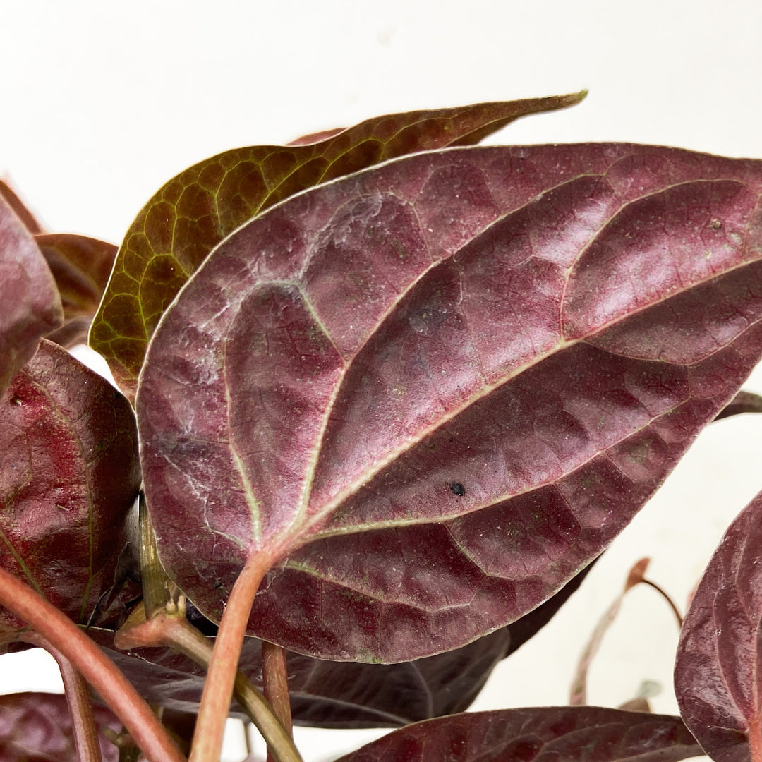 Piper Crocatum Foliage Dreams