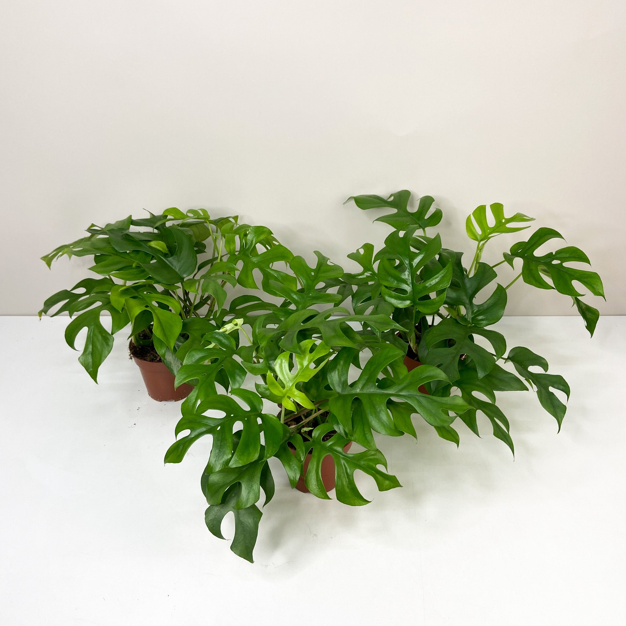 超希少Rhaphidophora Tetrasperma Migma