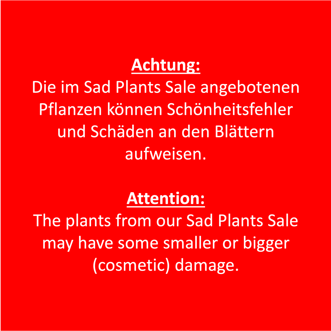 Sad Plant Sale Foliage Dreams