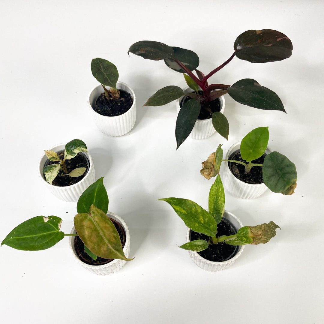 Sad Plant Surprise Bundle - Babypflanzen Foliage Dreams