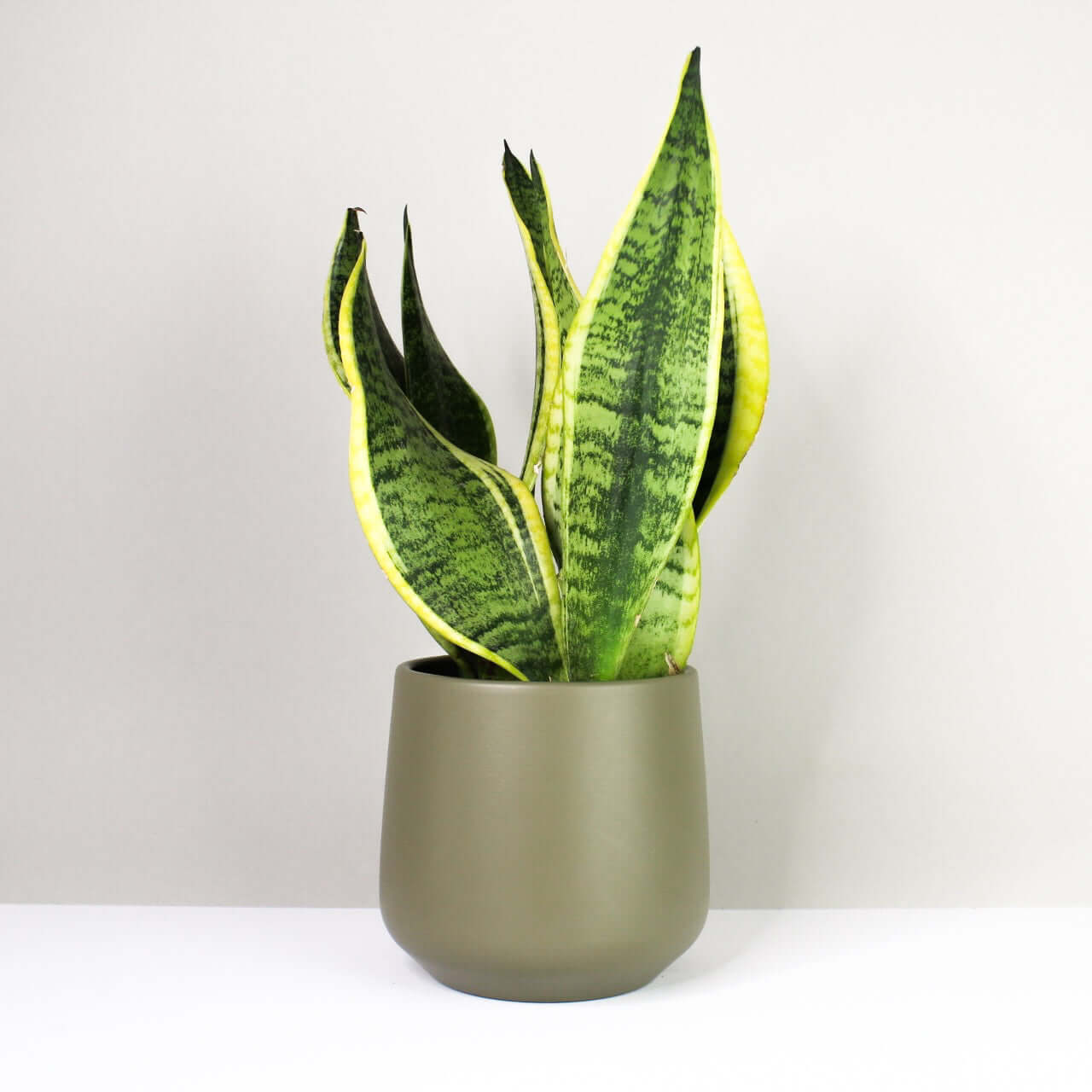 Sansevieria Futura Superba (Bogenhanf) - M