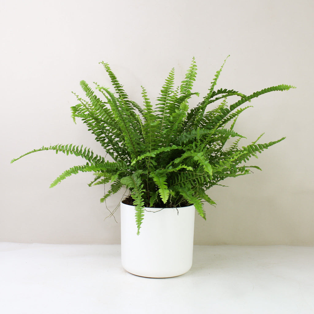 Schwertfarn (Nephrolepis exaltata ‚Green Lady') – Foliage Dreams