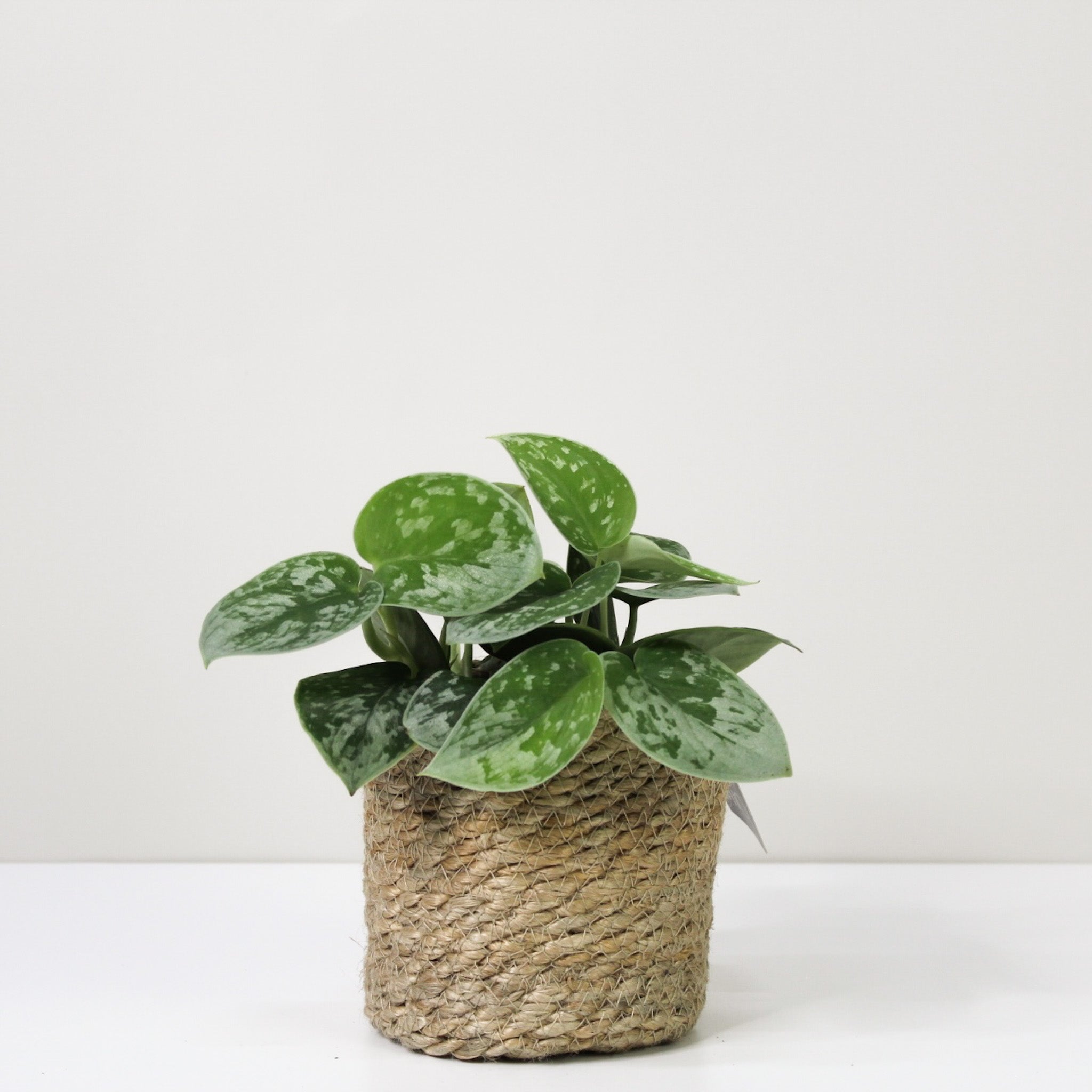 Scindapsus Pictus 'Silvery Ann'