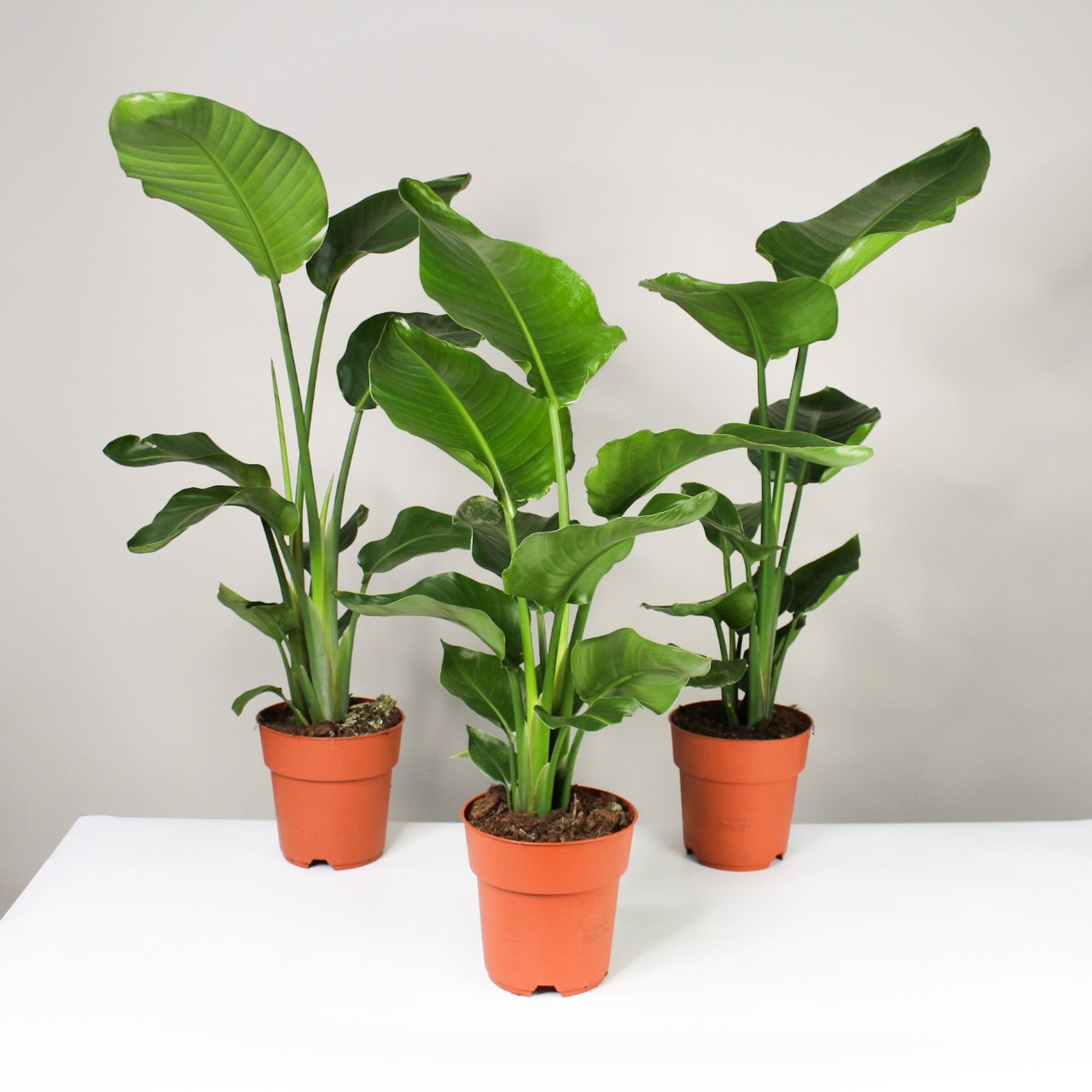 Strelitzia Nicolai Foliage Dreams