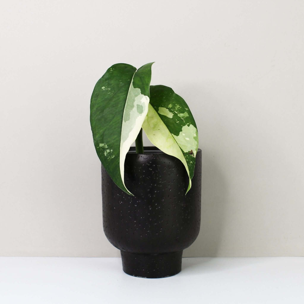 Syngonium Chiapense Variegata – Foliage Dreams