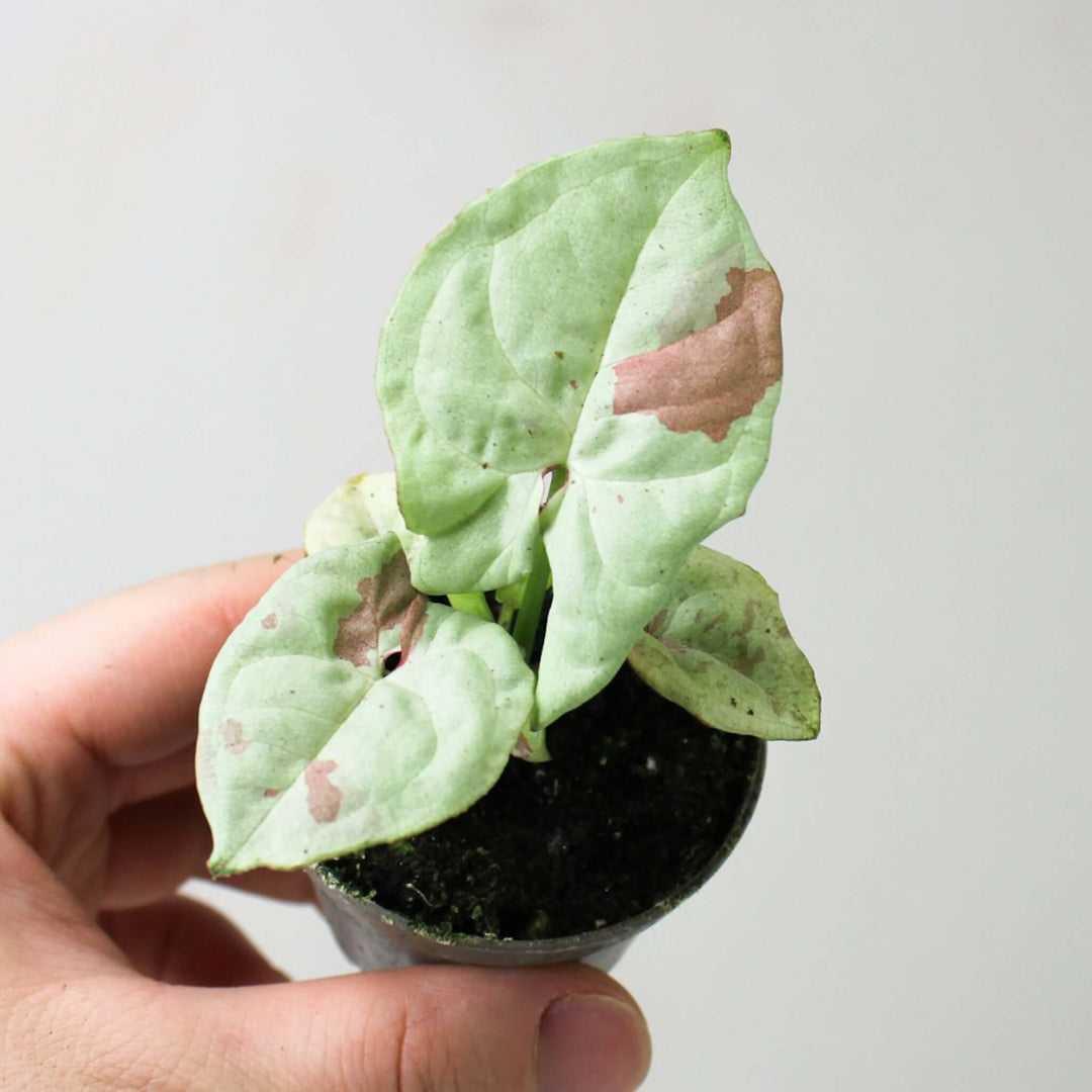 Syngonium Milk Confetti - Young Plant Foliage Dreams