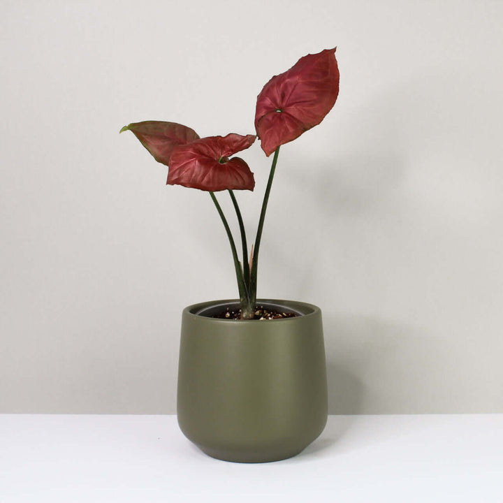 Syngonium orm nak red Foliage Dreams