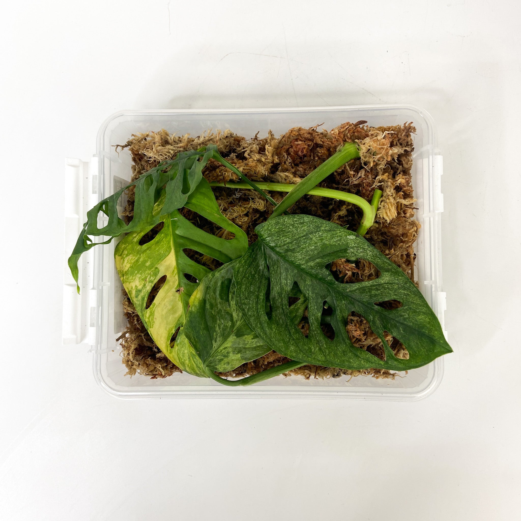 Monstera Ableger Box Premium – Foliage Dreams